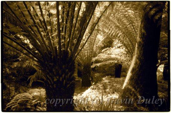 Tree Ferns, Trebah I.jpg